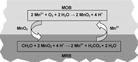 Manganese cycle occurring in a sediment-water system. The ...