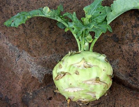 10 Most Unusual Vegetables You Have Never Seen Daddu