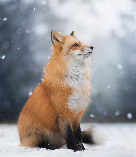 Red Fox Hd Wallpapers Wallpaper Cave