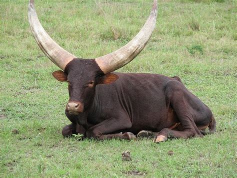The Amazing Horns Of The Ankole Watusi Cattle Animals Zone
