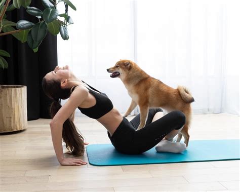 Reasons Why Your Dog Humps At You And How To Stop It The Fit Pets