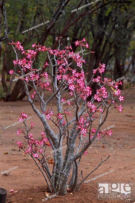 Impala Lily Adenium Multiflorum Flowering Bush South Africa Kruger