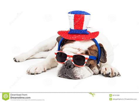Funny American Holiday Bulldog Stock Photo Image Of