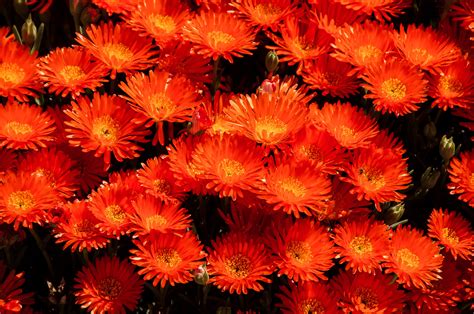 Succulent with bright orange flowers. Free Images : flower, petal, bloom, orange, autumn, botany ...