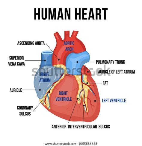 Colorful Anatomy Human Heart Descriptions Parts Stock Vector Royalty