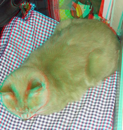 Ginger Cat On A Mat In Anaglyph 3d Red Blue Cyan Glasses Flickr