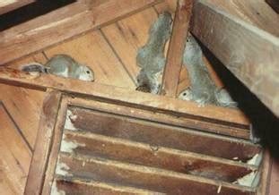 Squirrels in ridge vent squirrels in the ridge vent is a very common problem that is seen throughout the united states in every type of home and building, squirrels chew into homes in various areas that includes but is not limited to facia boards, soffit, gable vents and ridge vent. Animal Proof Home