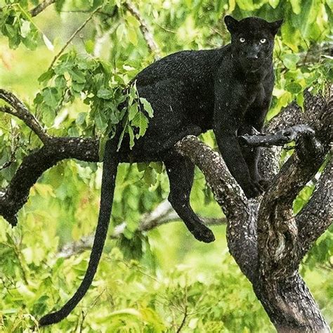 I present to you this wonderful film, featuring the most footage of black leopards i have yet come across. Wildlife Animals & Nature — . Photo by @bhargava_srivari A ...