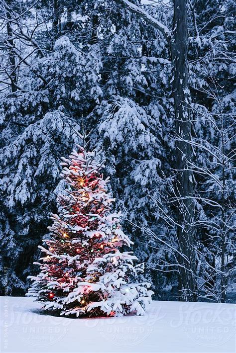 Snow Covered Christmas Tree By Rob Sylvan