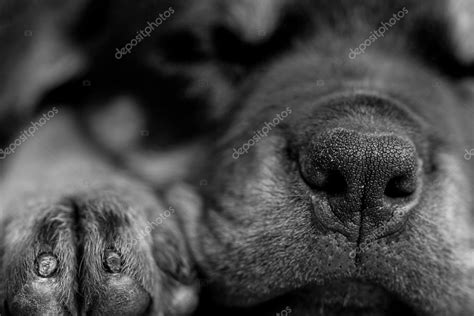 Dog Snout Animal Theme — Stock Photo © Ammmit 88025464