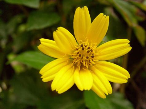 Bunga matahari memiliki batang yang penuh bulu halus, bentuk bulat, tebal dan kuat. Azif Rayani - Samarinda: Bunga Matahari kecil