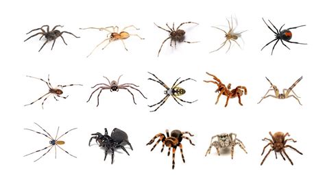 🕷 Learn Types Of Spiders In English English Spider Species Popular