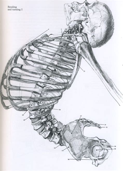 Pin On Anatomy Reference Figure Drawing