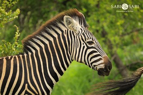 Zebra Sabi Sabi Private Game Reserve Blog