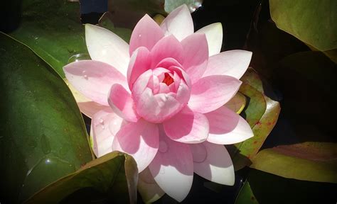 Pink Lotus Nelumbo Nucifera In The Vandusen Botanical Gardens Of