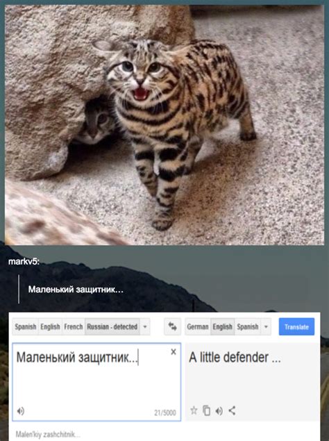 Little Defender Russian Cat Translations Know Your Meme