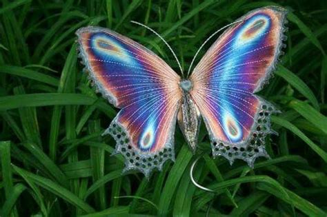 Iridescent Butterfly Beautiful Butterflies Butterfly Chrysalis
