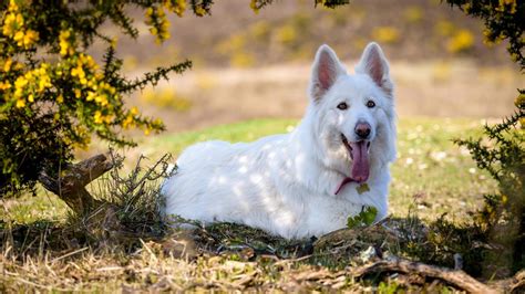 Schweizer White Shepherd Hund Mit Zunge In Unschärfe Hintergrund Dog Hd