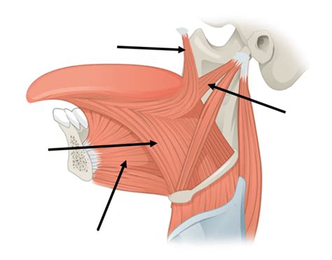 Extrinsic Muscles of the Tongue
