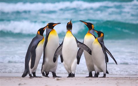 Download Wallpapers Royal Penguins Antarctica Shore Ocean Penguins