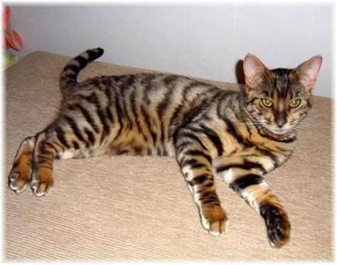 Buying a toyger as a family pet is a big commitment that should not be rushed into. Toyger Breed - Cat Information & Pictures