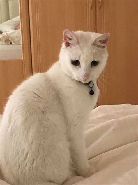 Lost Please Share 3 Year Old White Cat Missing From Barndarrig
