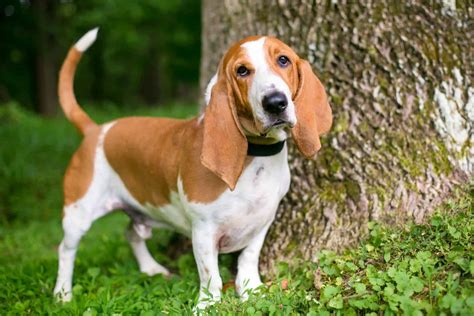 Basset Hound Vs Beagle Which One Is The Breed For You