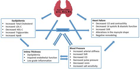 Frontiers Hypothyroidism Cardiovascular Endpoints Of Thyroid Hormone