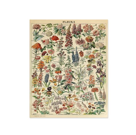 Original Antique French Color Floral Botanical Print Prints Art