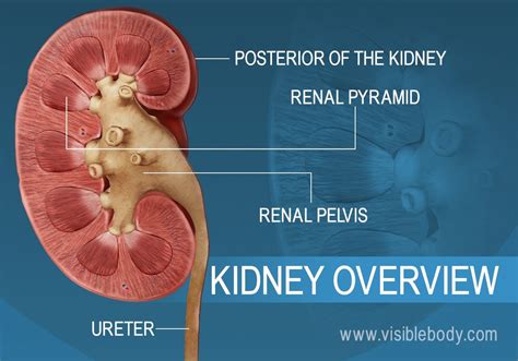 The Right Kidney Is To The Left Kidney