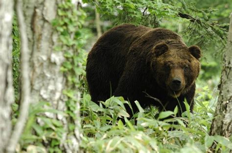 Four National Parks And Wildlife In Late Spring East Hokkaido