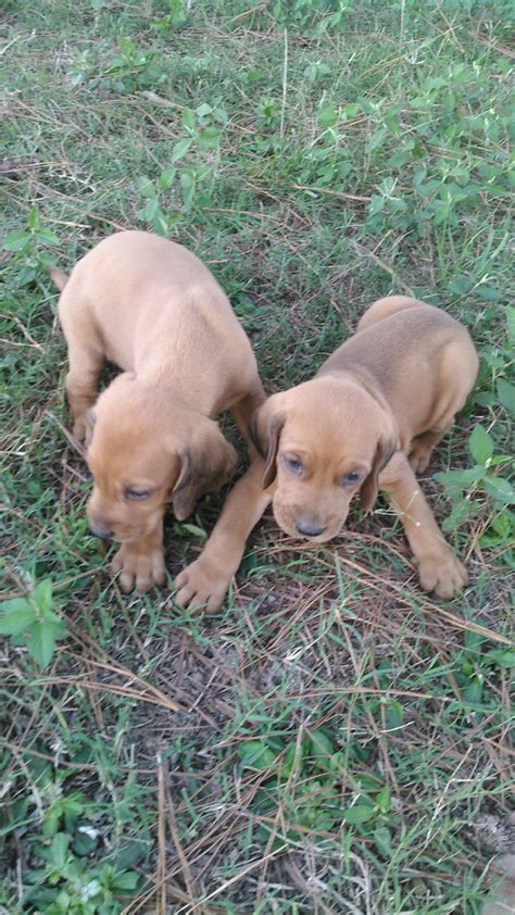 redbone coonhound puppies  sale headland al