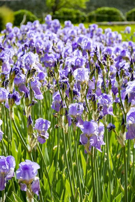 Lilac Iris Flowers Spring Blossom Of Colorful Irises In Provence
