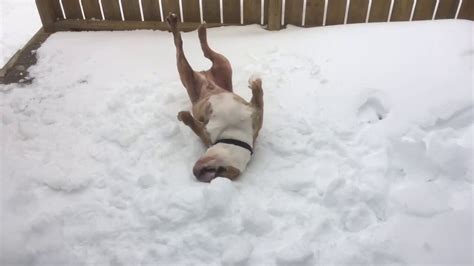 English Bulldog Rolls Around In The Snow Youtube