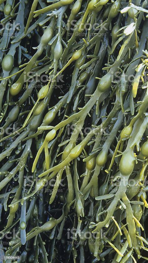 Bladderwrack Seaweed Ascophyllum Nodosum Stock Photo Download Image