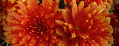 I want to plant mums in the ground because they are my favorite plants. How to overwinter perennial flowers - Farm and Dairy