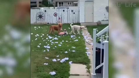 🤣 Funniest 🐶 Dogs And 😻 Cats Awesome One News Page Video