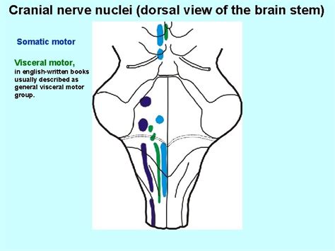 Brainstem special somatic sensory nuclei mediate hearing and positional equilibrium. Bookbrain Stem Nuclei : Brainstem Wikipedia | singlenycguy