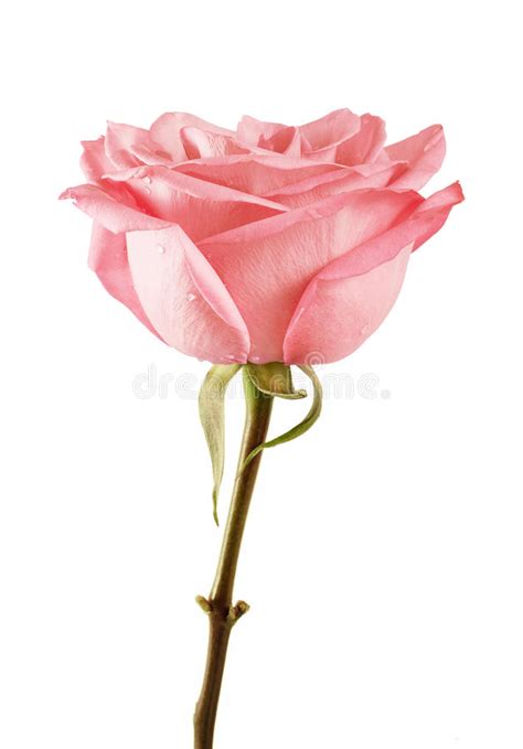 Pink Rose Isolated On White Background Stock Image Image