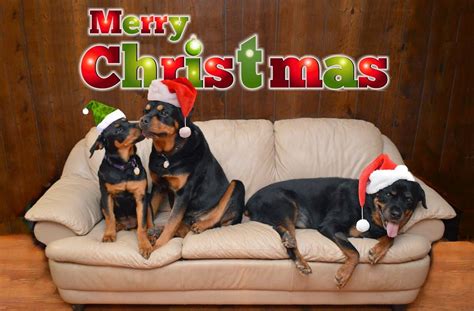 Living With Rottweilers Merry Christmas Everyone