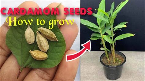 Grow Cardamom From Seedsnew Tricksgrow Properly At Homegrow