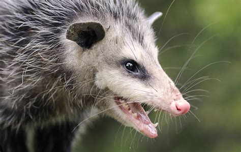 What To Do If I Spot Opossums Around My Portsmouth Property