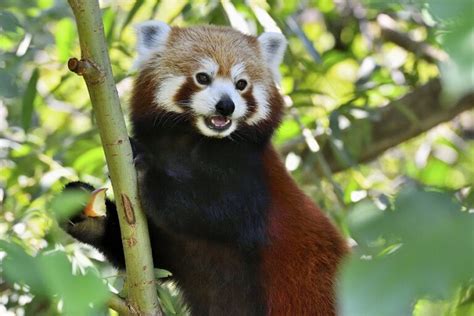 Zoo Wien Große Hilfe Für Kleinen Panda Redaktion Österreichisches