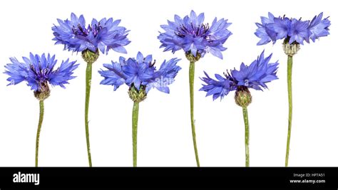 Set Of Cornflowers Isolated Naturel Blue Flowers Stock Photo Alamy