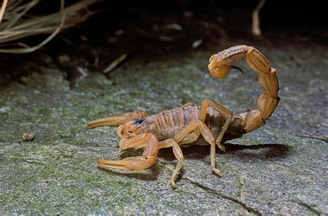 The Worlds Most Dangerous Scorpions Facty