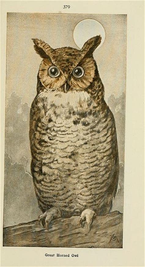 Vintage Owl Illustration Flora And Fauna Pinterest