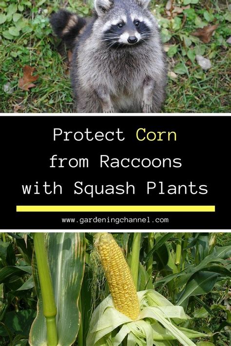 In order to deter the critter from subsequent visits, take preventive measures and apply relevant repellents which are described below. 17 Best images about Garden Pests and Diseases - Good and ...
