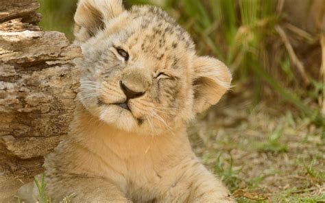 Desktop Wallpaper Lion Cub Baby Animal Cute Play 4k Hd Image