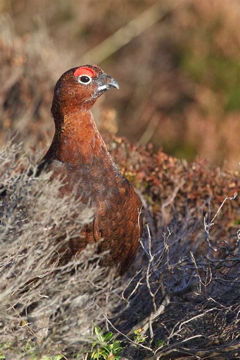 Darley Dale Wildlife Red Grouse In The Sunshine