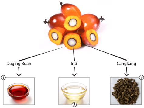 Perbedaan Minyak Kelapa Dan Minyak Sawit